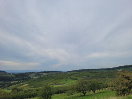 F3 Gennenbacher Rebberg 2