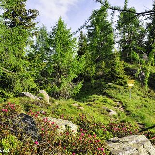 Die Korallen der Alpen, der Almrausch.