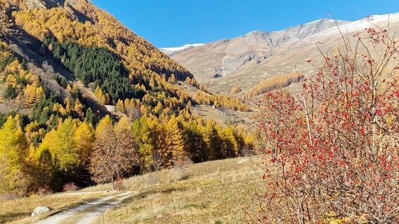 Fotografija s spletne strani Fabrizi Mellano na poti