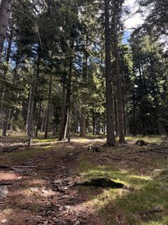 Fotografija s spletne strani Sarah Dystra na poti