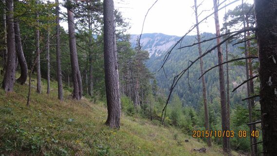Aufstieg durch den Wald hoch