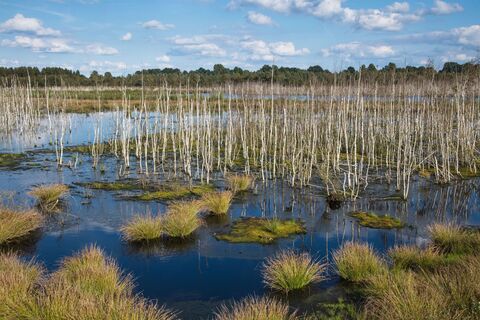 Naturschutzgebiet Theikenmeer bei Werlte