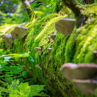 Höllschlucht in Pfronten
