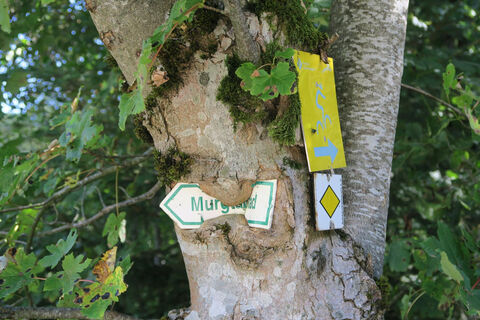 Schilderfressende Bäume am Weg.