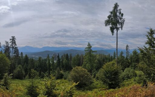Fotografia z István Kovács na trase
