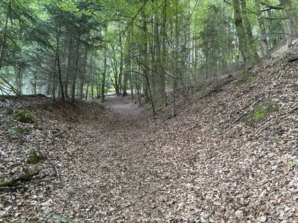 Waldweg hinauf zum Ehrling