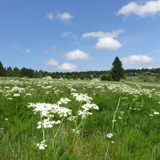 Bergwiesen mit Bärwurz