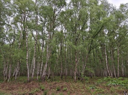 Photo de nordbergschnecke le long du parcours