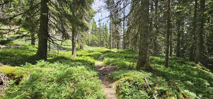 Fotografija s spletne strani Michael Ganswind na poti