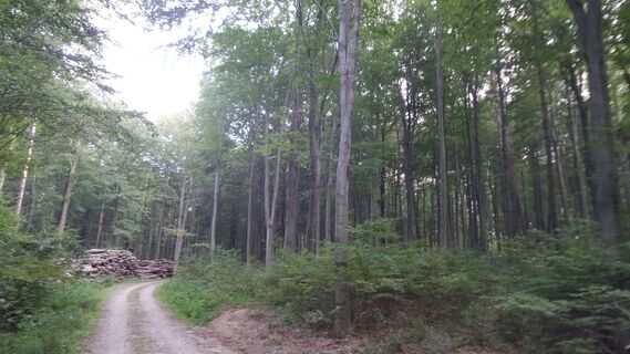 Schlösslwald