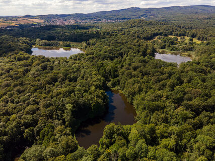 Affenteich, Priorteich und Hirseteich