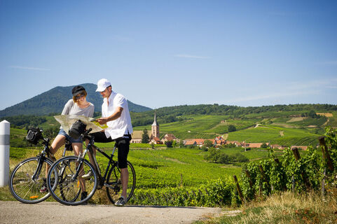 Radroute durch das Weinanbaugebiet Elsass
