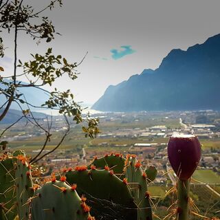 Coste di Baone - Arco