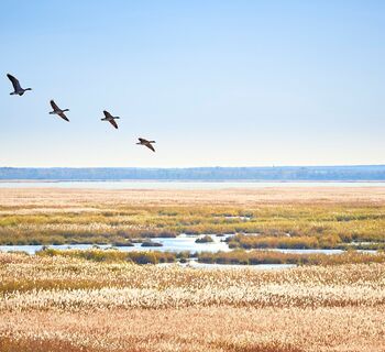 Nationalpark Neusiedler See- Seewinkel