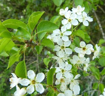 Flora