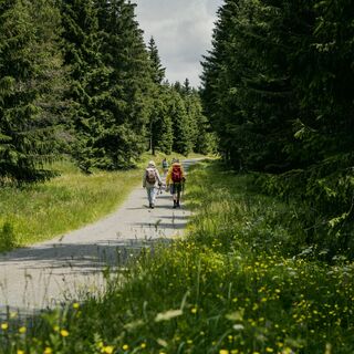 Wandern im Erzgebirgswald