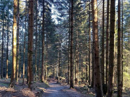 Waldweg Richtung Lorenapass