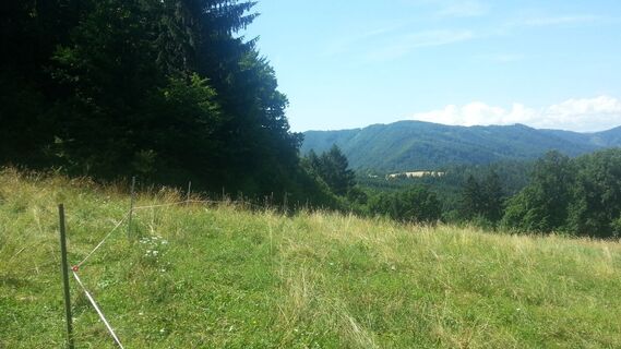 Wiese