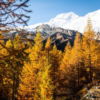 Wandern durch den goldenen Lärchenwald