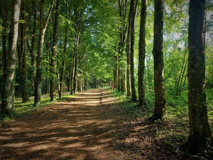 Wald von Rothonne in Belley
