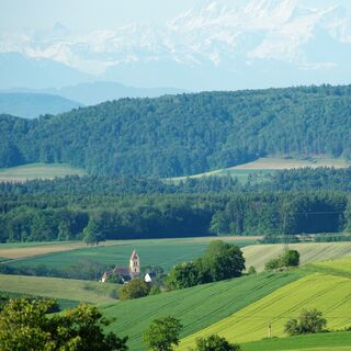 Blick auf Blumenfeld