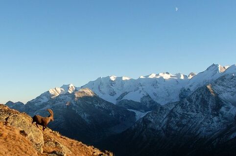 Steinböcke im Albris Gebiet