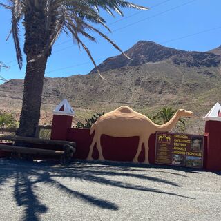 Gran Canaria - Camel Safari Park
