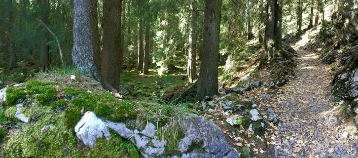 Waldweg zur Zwüschet-Mythen