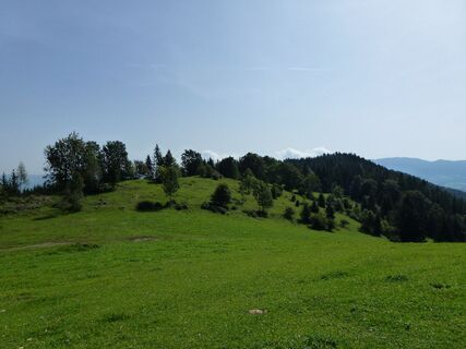 Rüsterkrauz