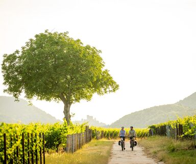 In der Pfalz liegen Burgen, Wald und Wein nah beieinander