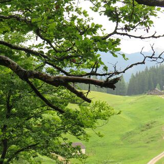 Gemütliche Wanderung zur Zwieselalmhütte (c)TVB Annaberg-Lungötz