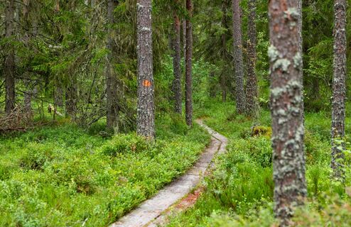 Bohlenwege des Sällinpfads