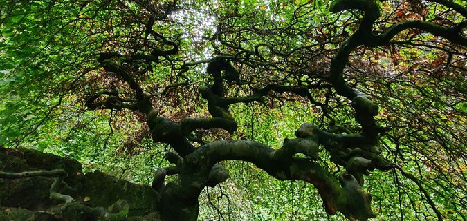 KrausbuchenWeg_Schönecker Schweiz_Sebastian Wiesen_10.2021 (41)