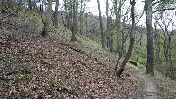 Aufstieg am Steig zur Ferdinandswarte