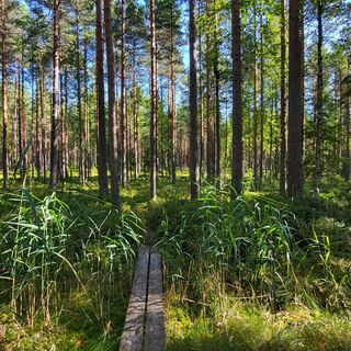 Landschaft vom Kivijärvi-Rundweg