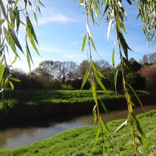 Leithaauen