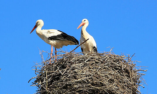Storchennest