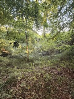 Photo de M2504 le long du parcours