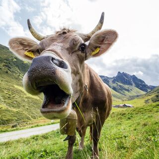 Original Montafoner Braunvieh