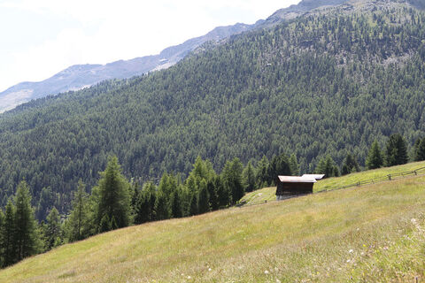 Dichte Bergwälder