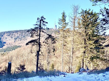 Foto da Arthur Muskalla lungo il tour