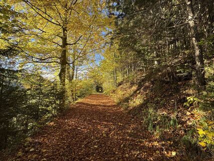 uebelbacher-silberweg-waldweg-herbst.jpg