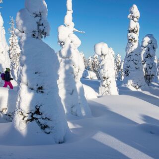 vom Reifschnee geformte Bäume auf dem Konttainen, in Kuusamo