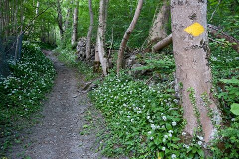 Entlang dem Fluppibach