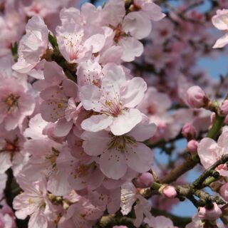 Mandelblüte in der Pfalz bei Kallstadt
