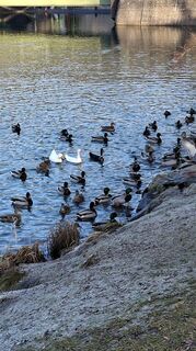 Fotografie z Mangolein na trase
