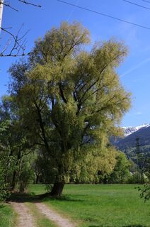 Fotografija s spletne strani Josef Sepp Nagiller na poti