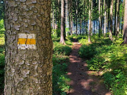 Wanderweg in Waltherdorf zum Scheibenberg