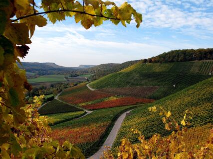 Weinberge bei Gündelbach