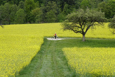 Rapsfeld mit Radler